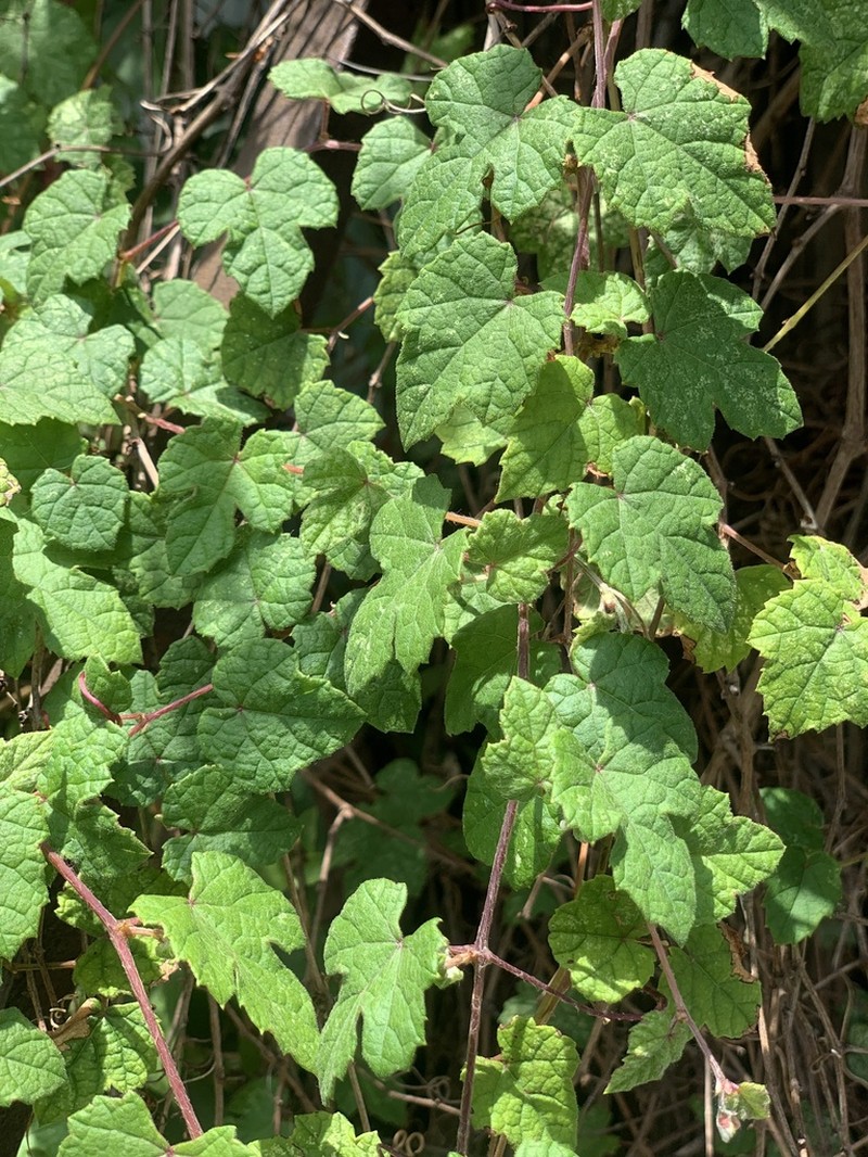 Vitis sinocinerea photo 6