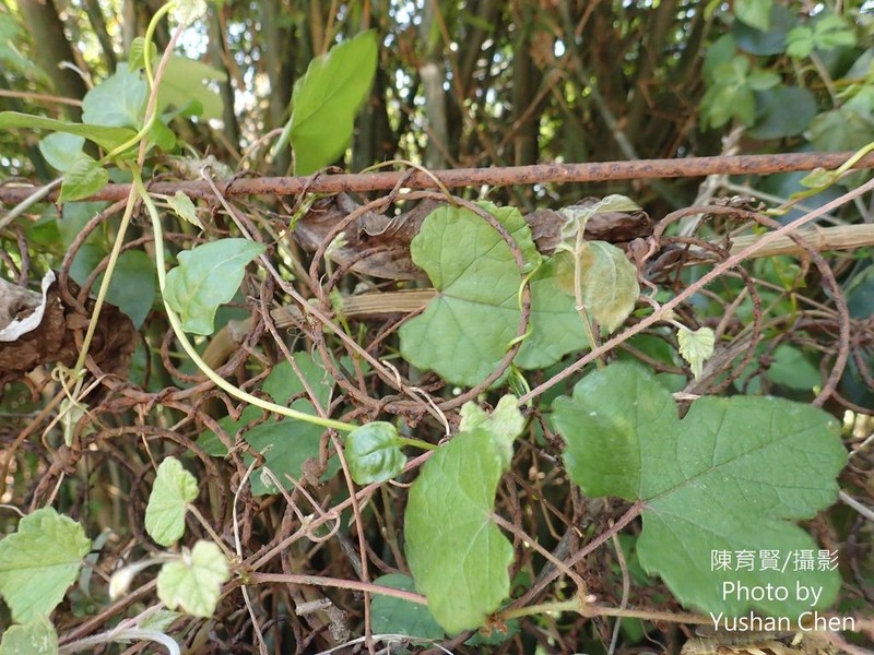 Vitis sinocinerea photo 7