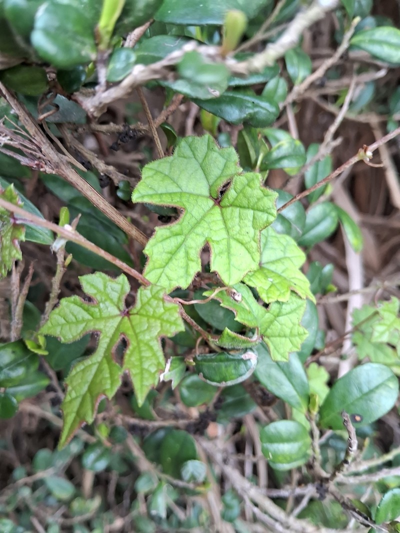 Vitis sinocinerea photo 8