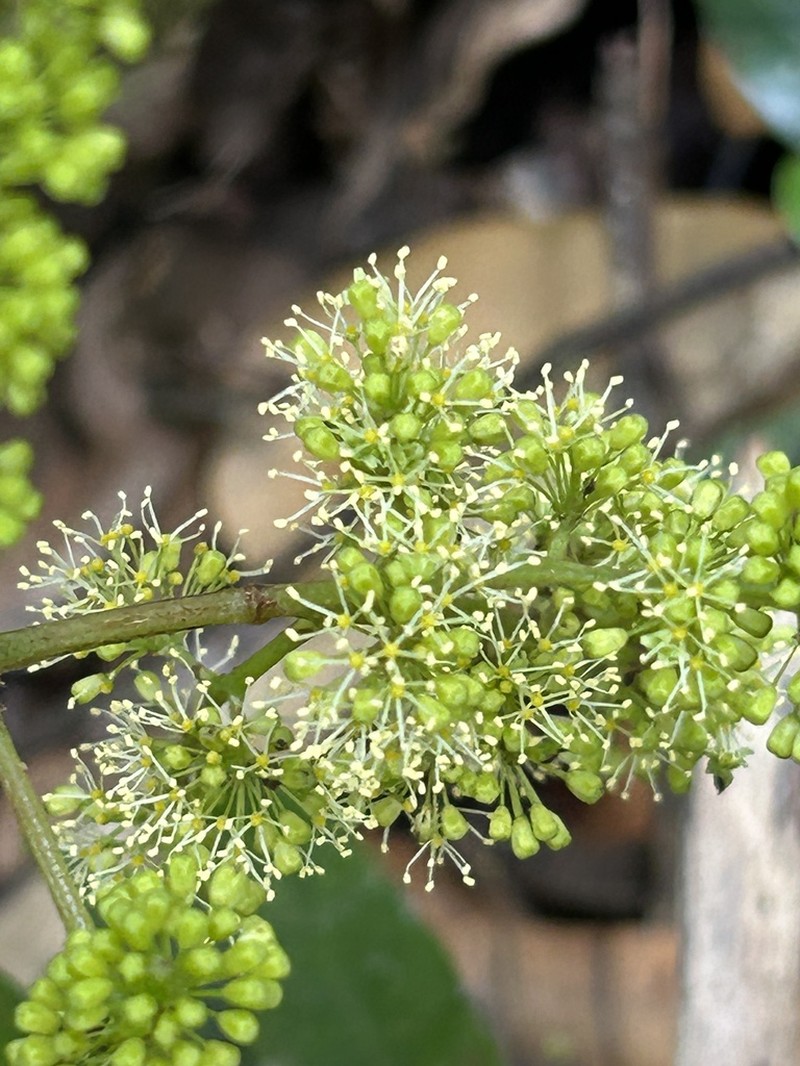 West Indian Grape photo 2
