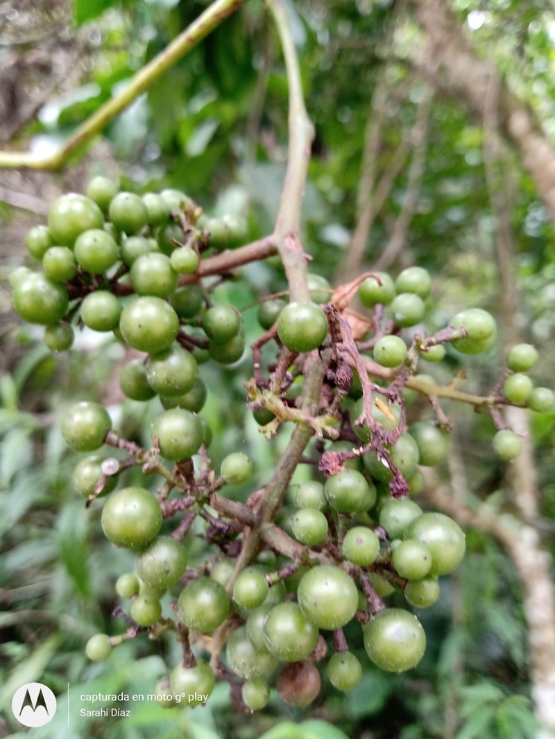 West Indian Grape photo 3