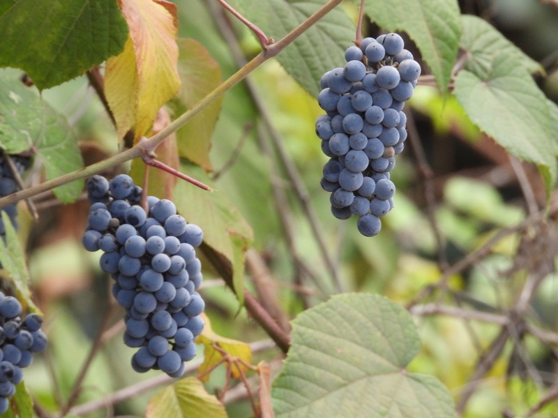 West Indian Grape photo 4