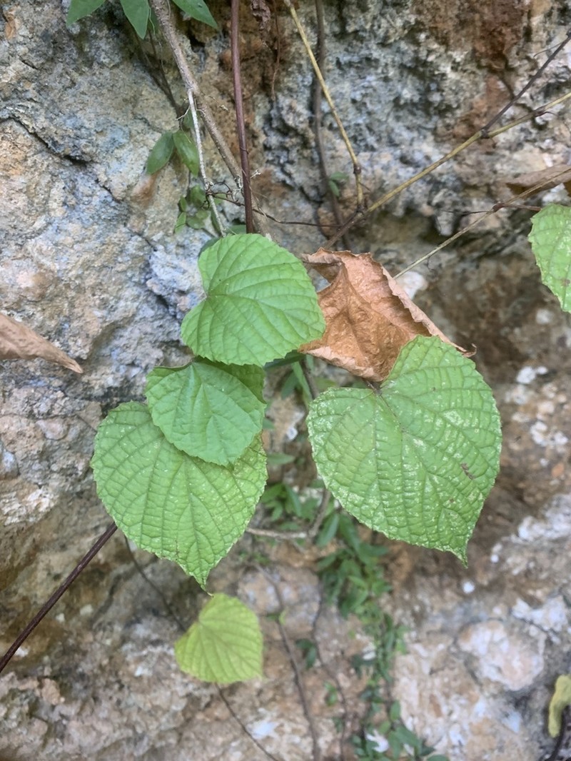 West Indian Grape photo 5