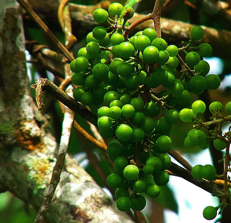West Indian Grape photo 6