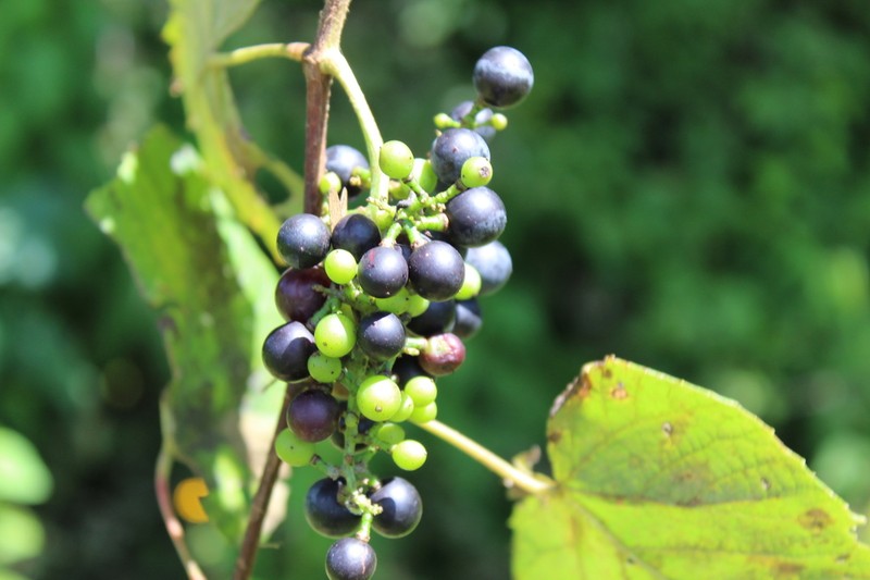 West Indian Grape photo 7