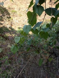West Indian Grape