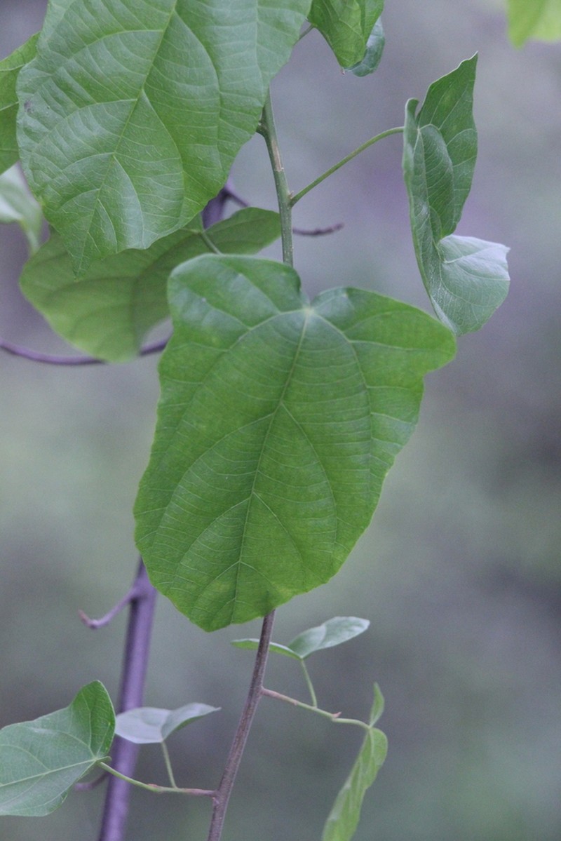 Vitis tsoi