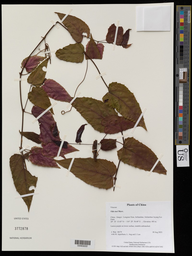 Vitis tsoi photo 2