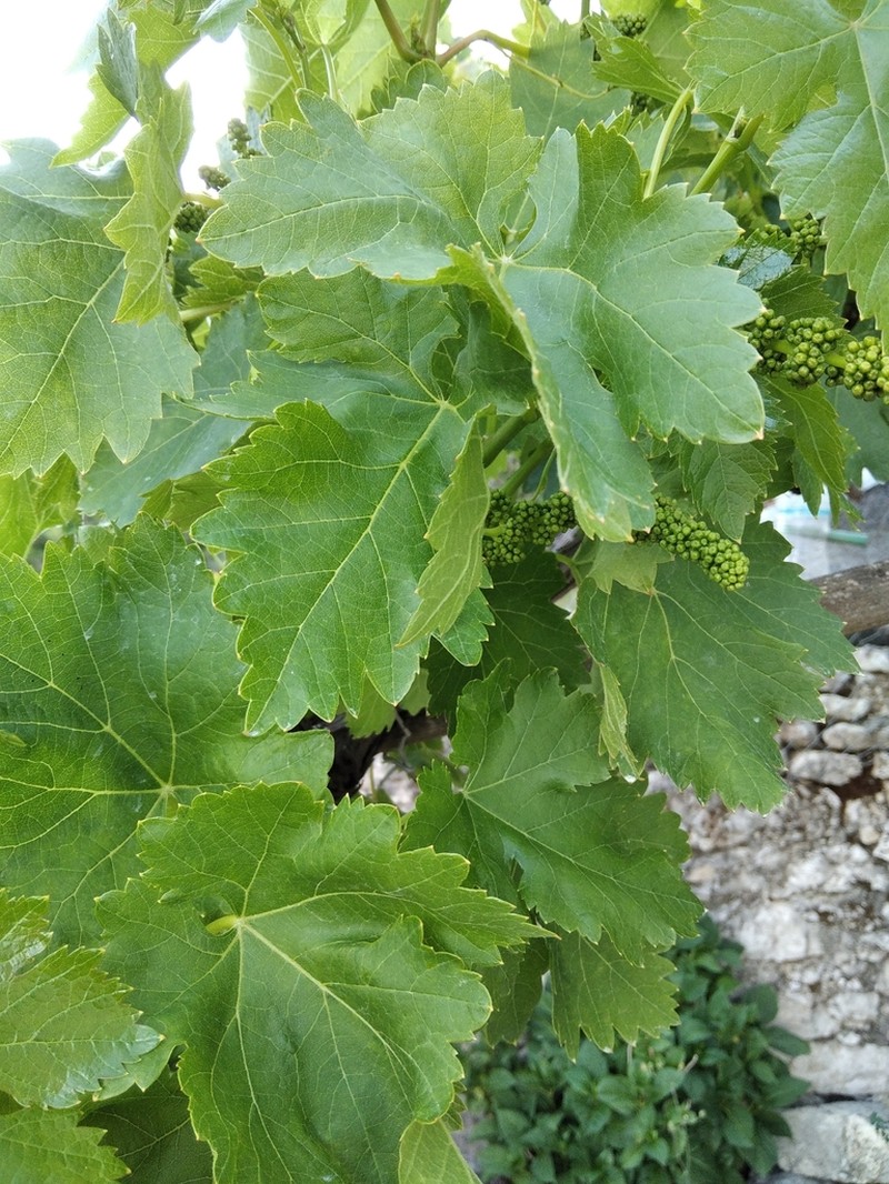 Wine Grape photo 2
