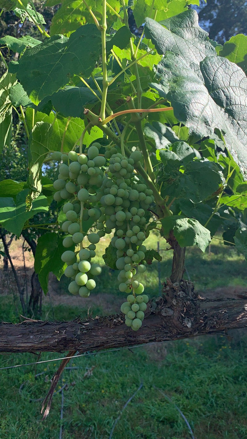 Wine Grape photo 3