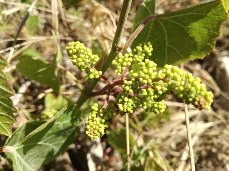 Wine Grape photo 4
