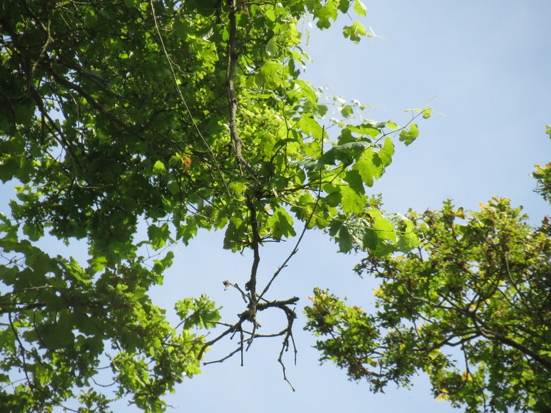 Wine Grape photo 5