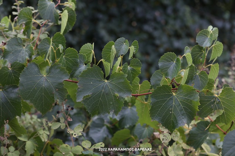 Wine Grape photo 8