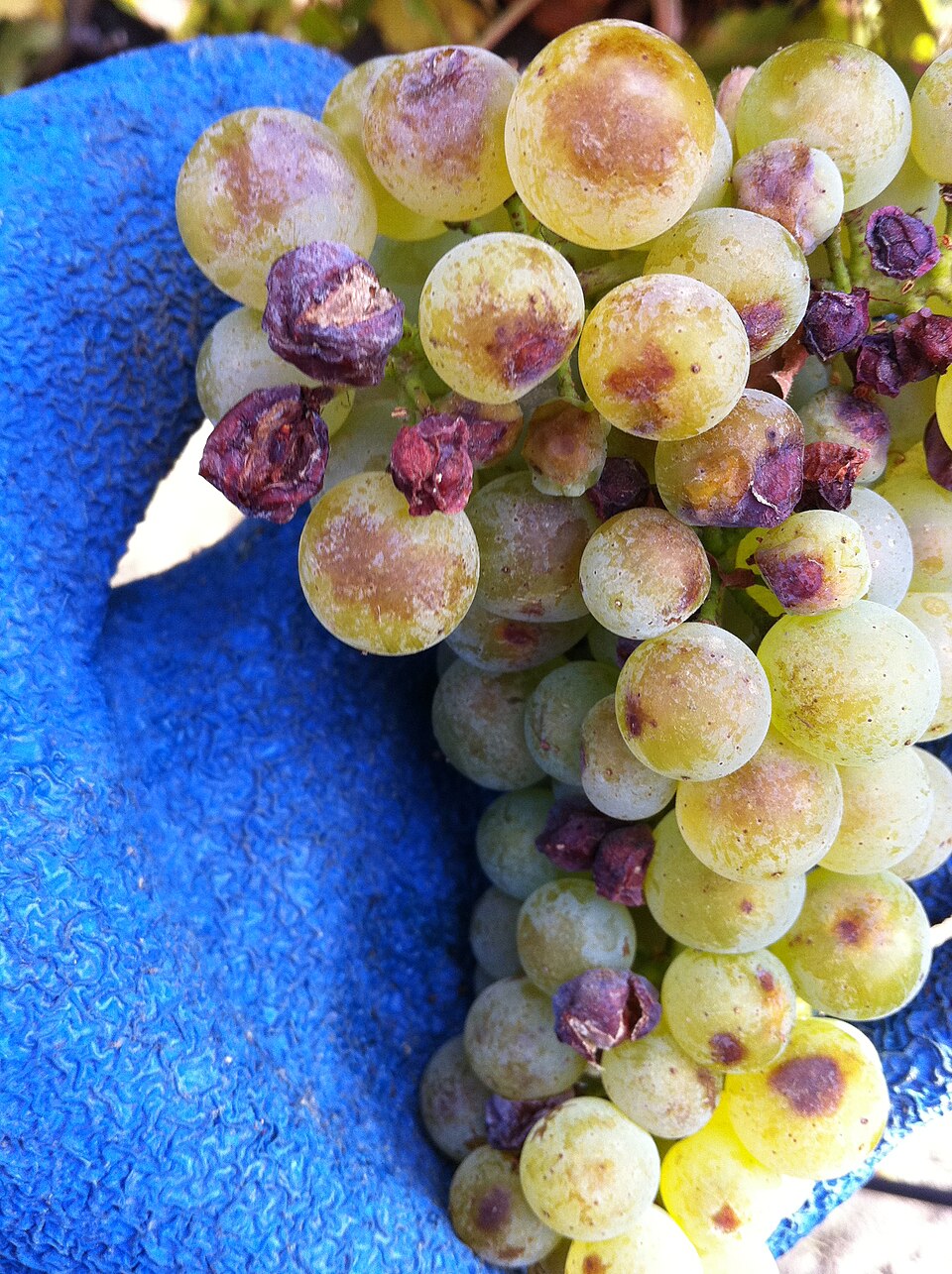 Wine Grape photo 3