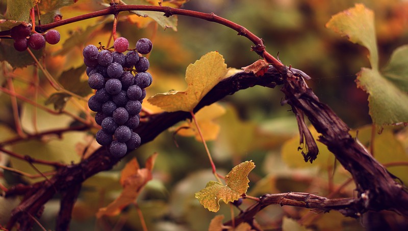Wine Grape photo 2