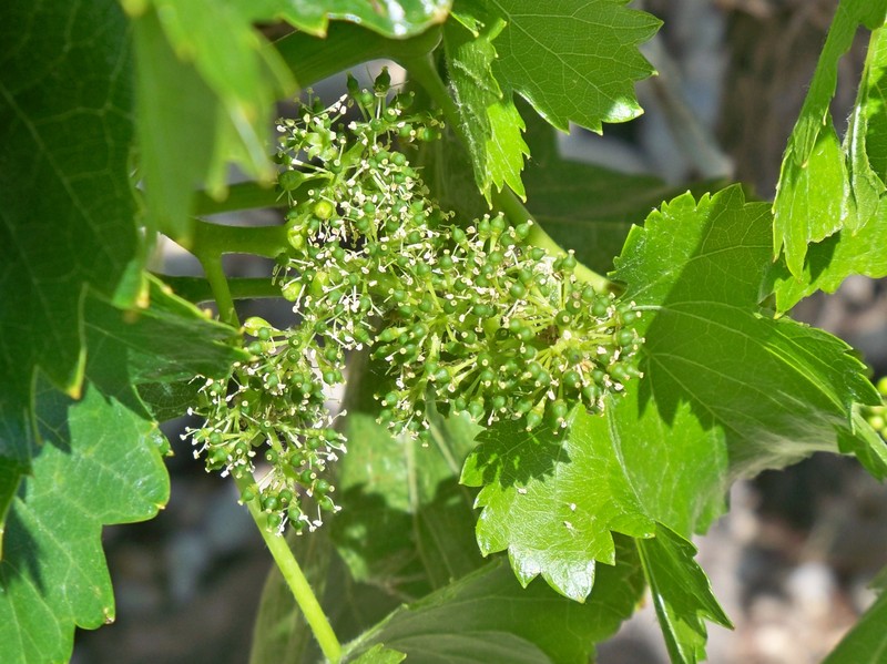 Wine Grape photo 4