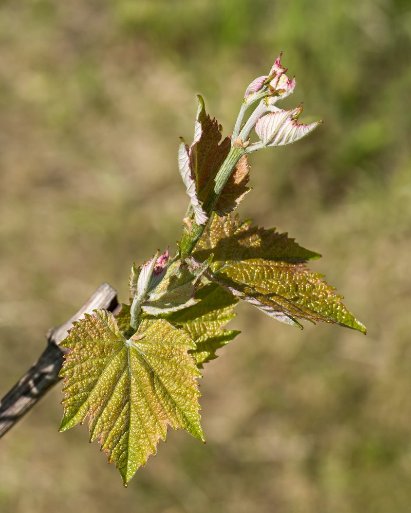 Wine Grape photo 5