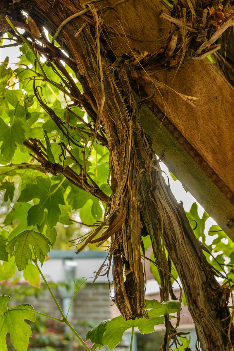 Wine Grape photo 6