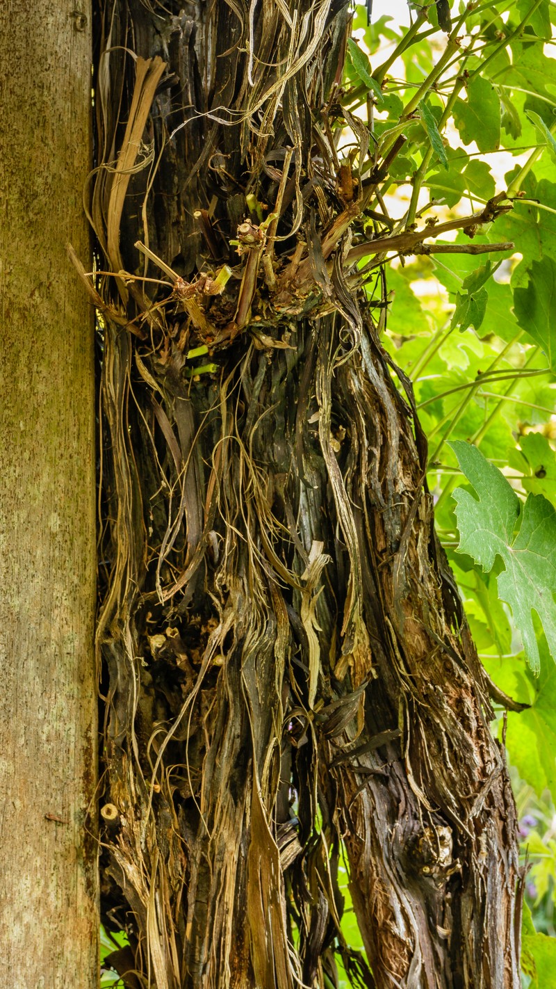 Wine Grape photo 7