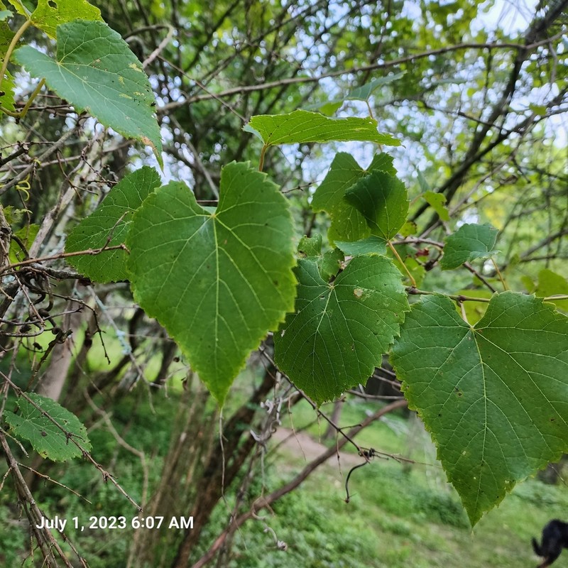 Frost Grape photo 3