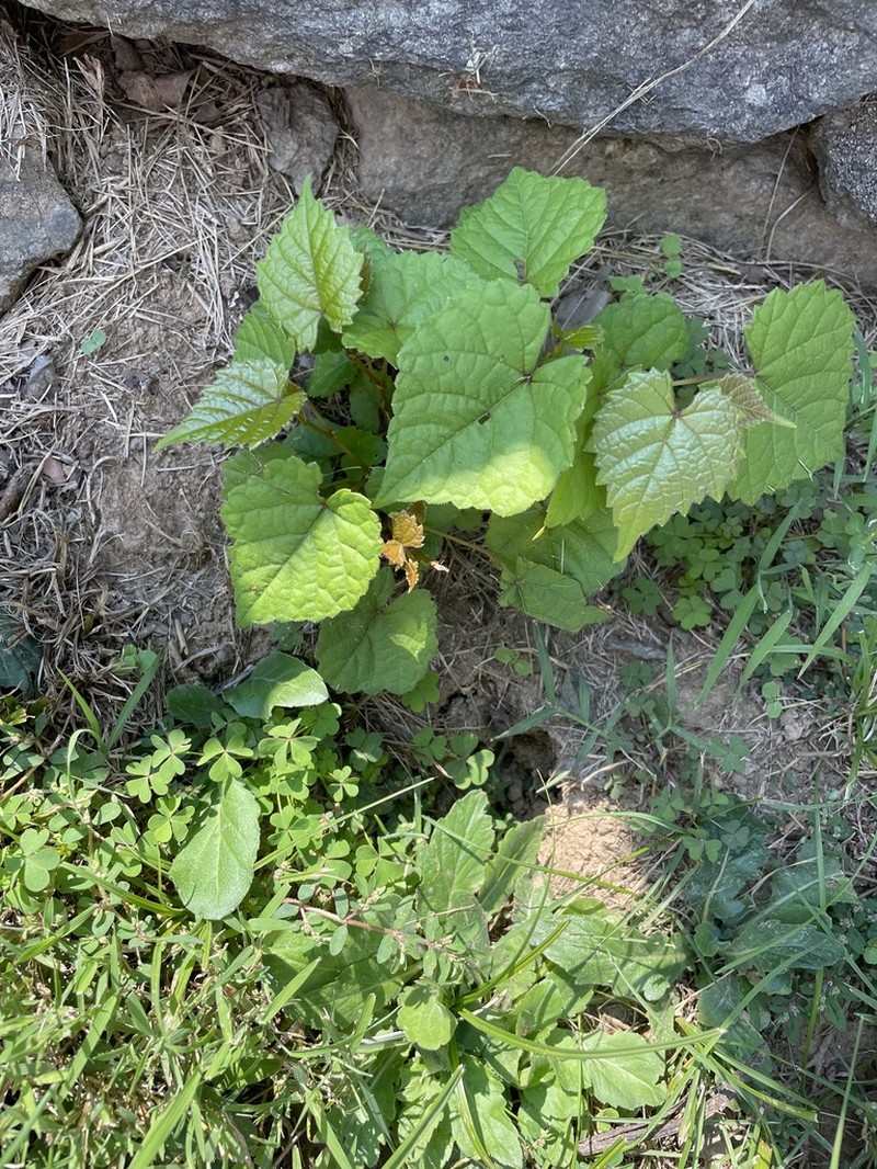 Frost Grape photo 4