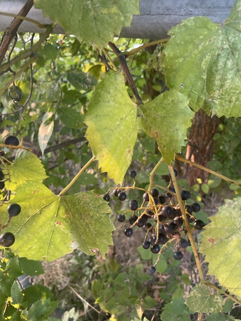 Frost Grape photo 6