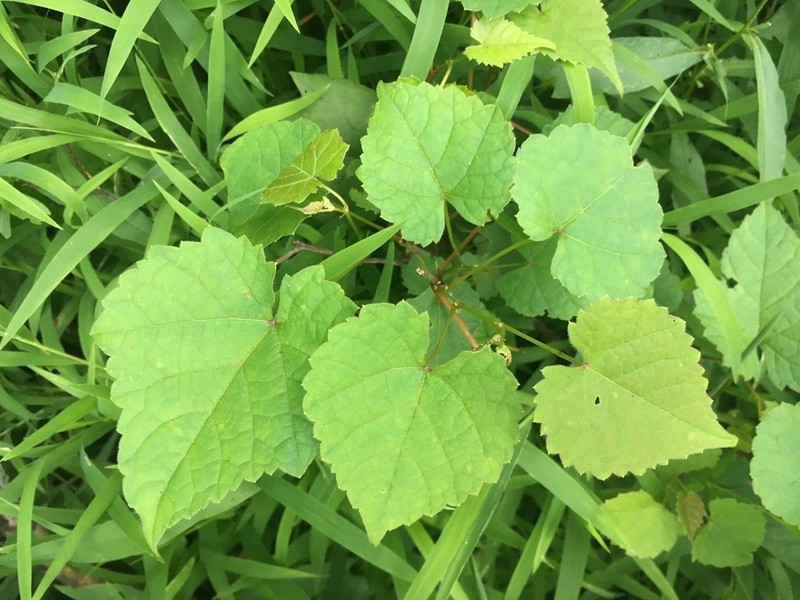 Frost Grape photo 7