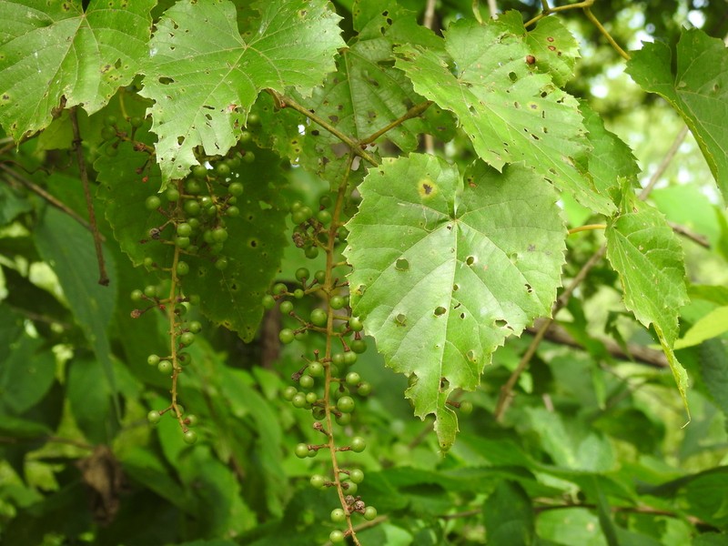 Frost Grape photo 8