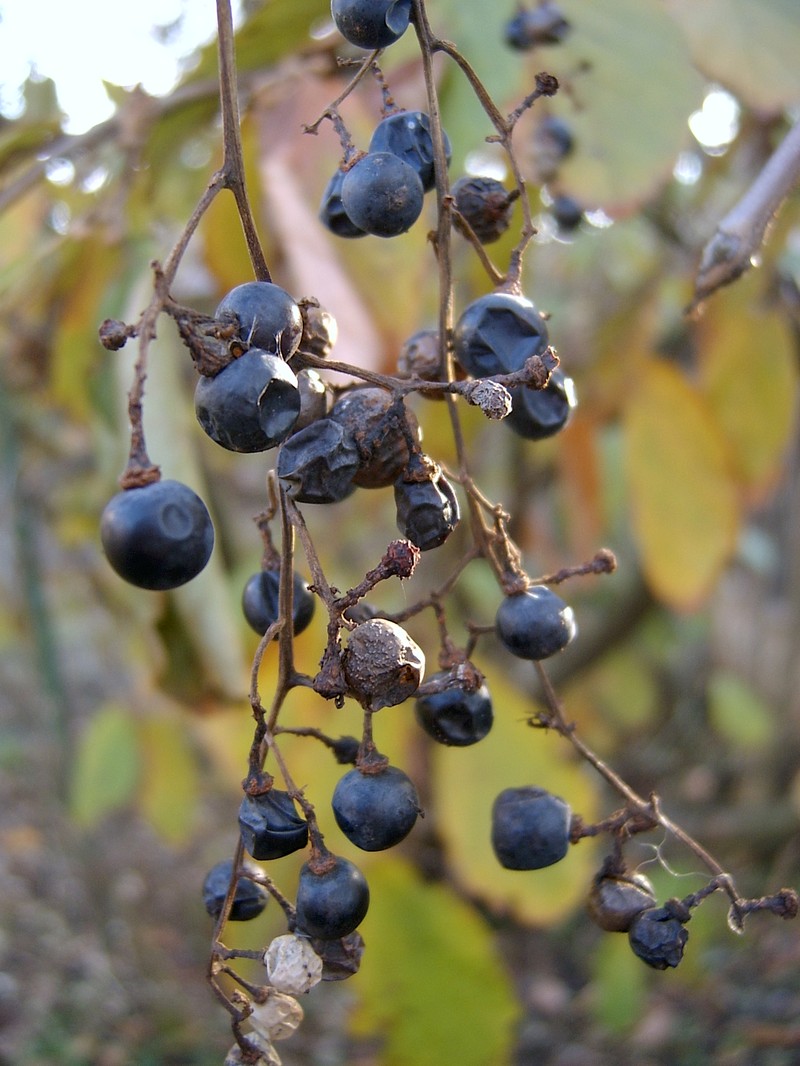 Frost Grape photo 4