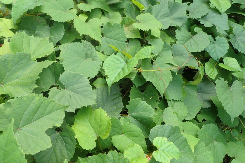 Frost Grape photo 5
