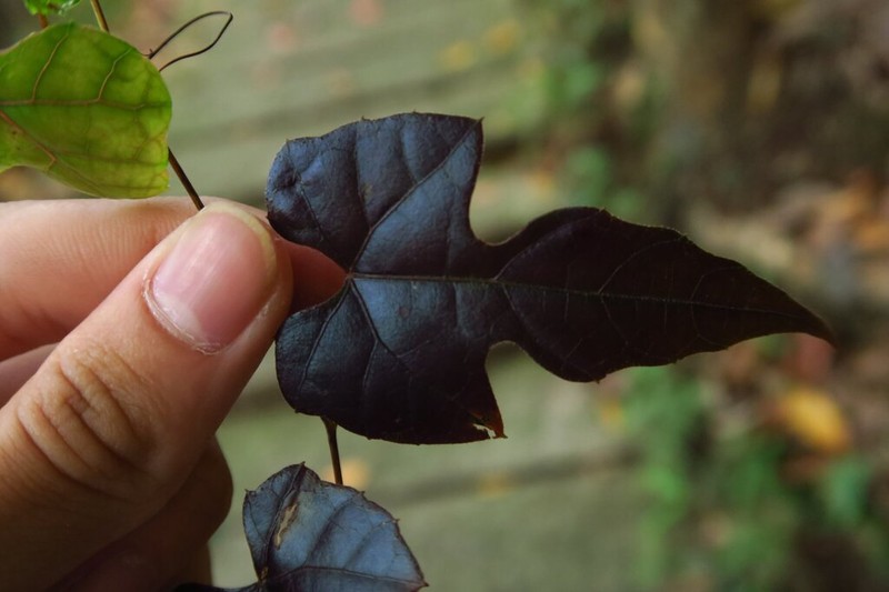 Vitis wenchowensis