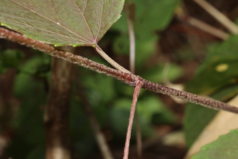 Vitis wilsoniae