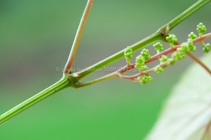 Vitis wilsoniae photo 2