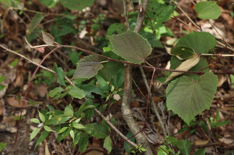 Vitis wilsoniae photo 3