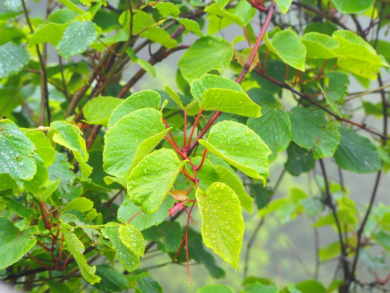 Vitis wilsoniae photo 4