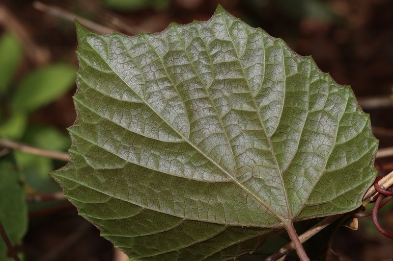 Vitis wilsoniae photo 5