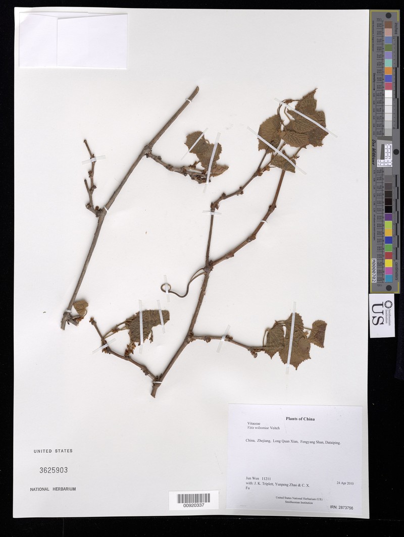 Vitis wilsoniae photo 7