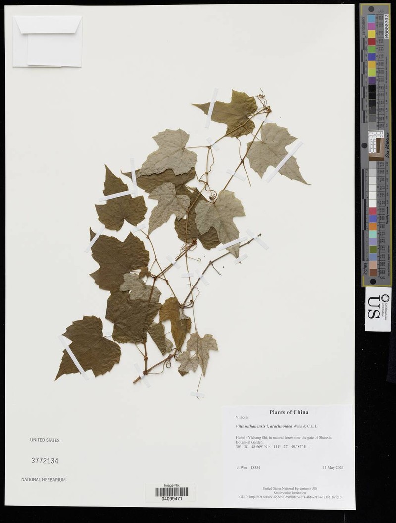 Vitis wuhanensis
