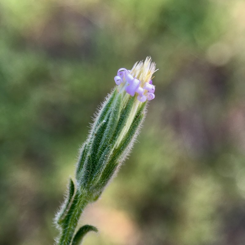 Vittadinia australasica photo 4