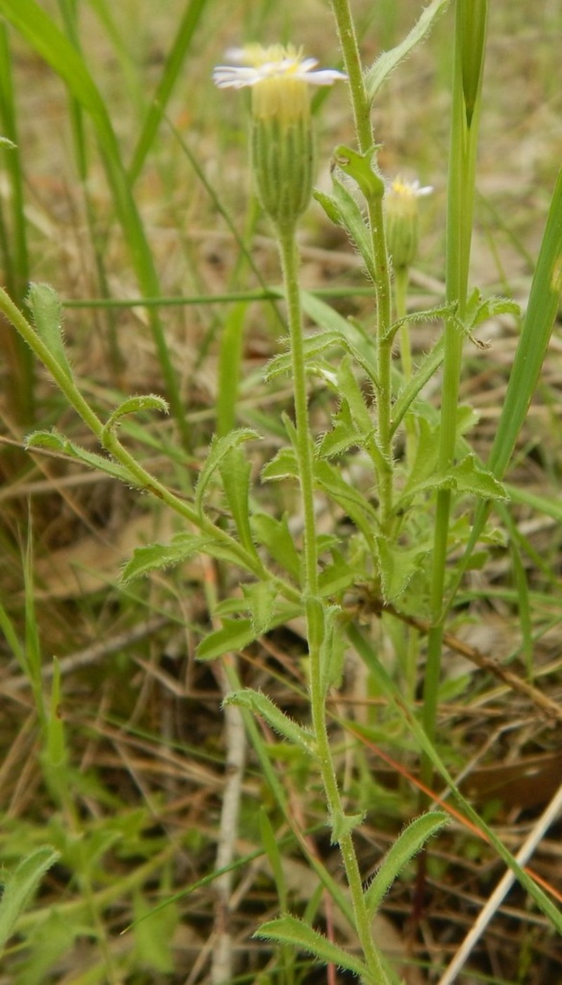 Vittadinia australasica photo 6
