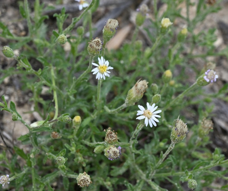Vittadinia australasica photo 8