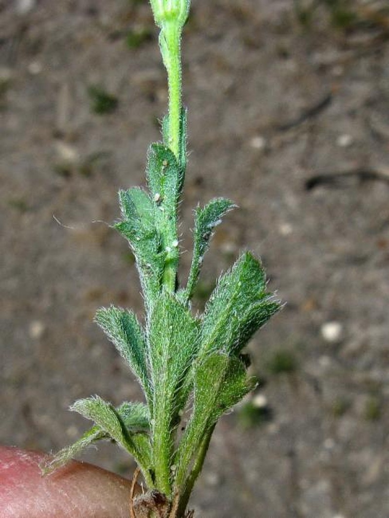 Vittadinia australasica var. australasica