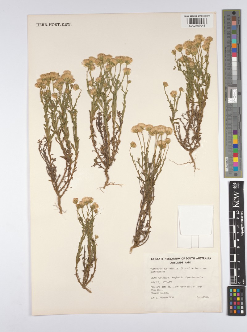 Vittadinia australasica var. australasica photo 2
