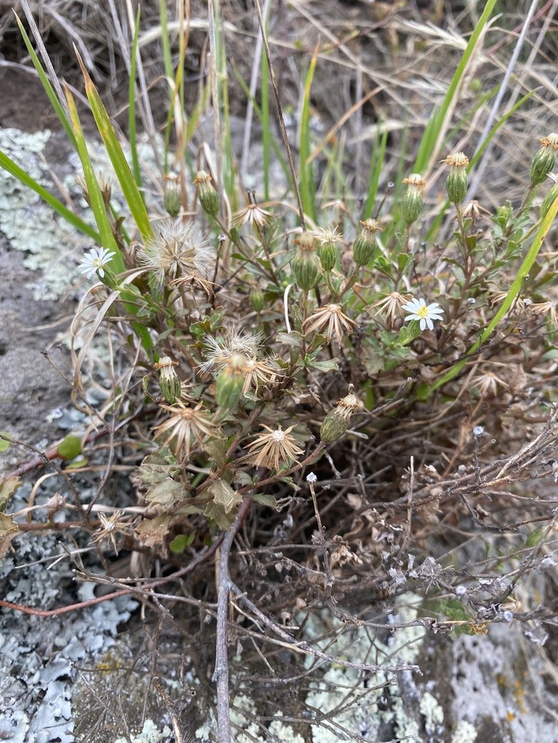 Vittadinia australis