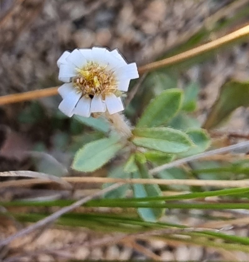 Vittadinia australis photo 2