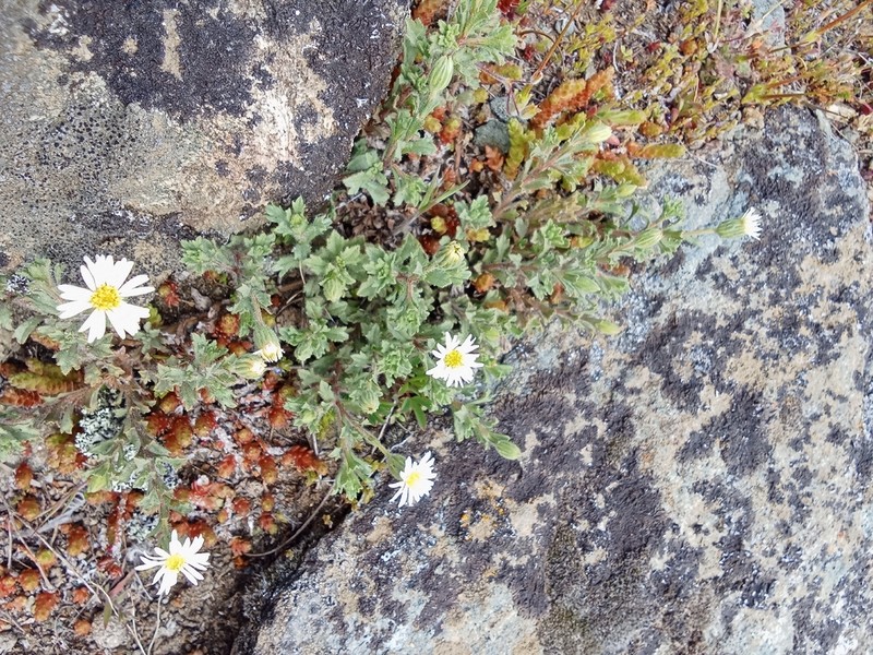 Vittadinia australis photo 3