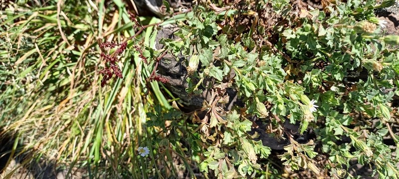 Vittadinia australis photo 4