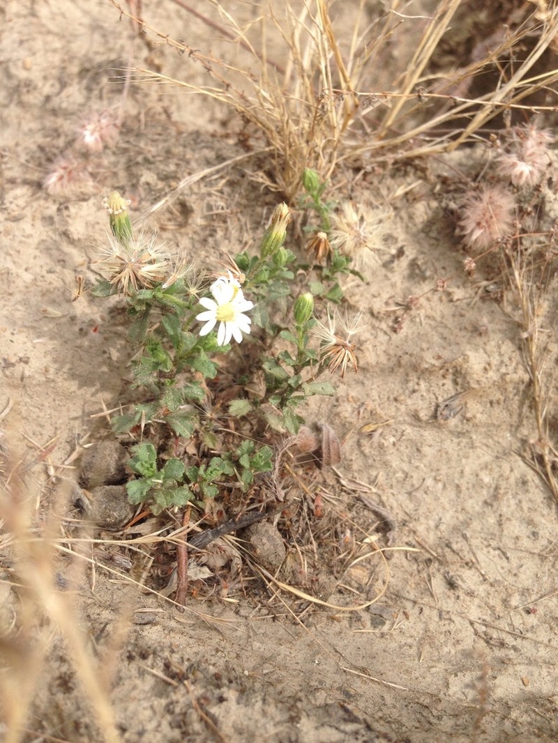 Vittadinia australis photo 5