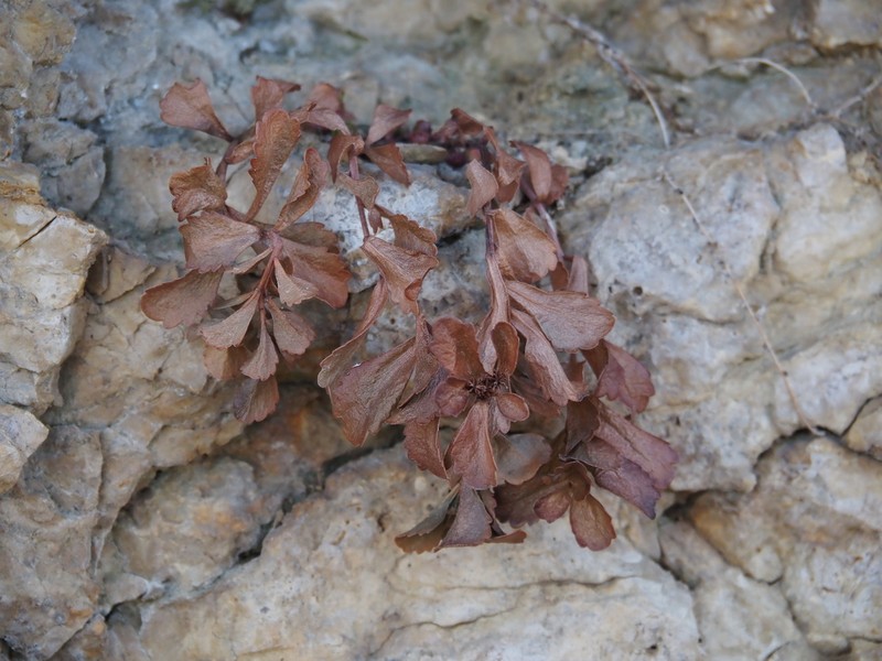 Vittadinia australis photo 6