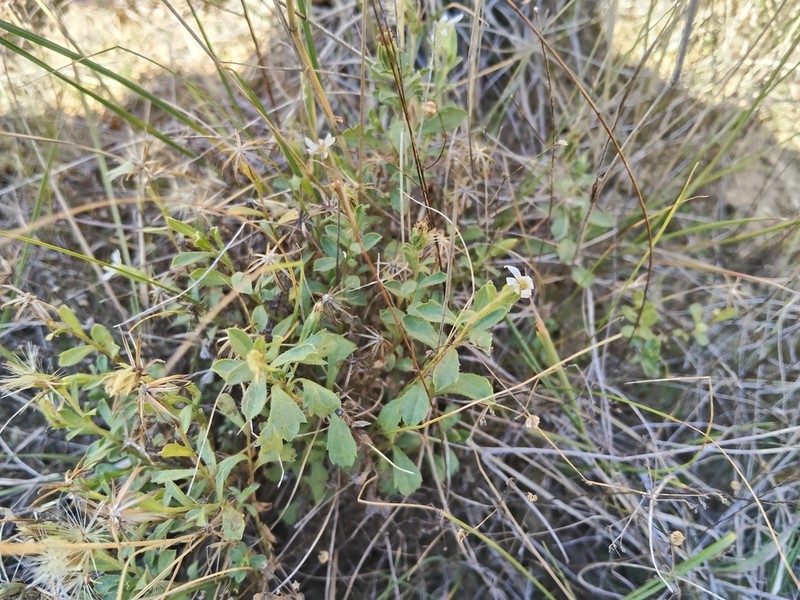 Vittadinia australis photo 7